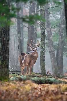 Deer in Fog