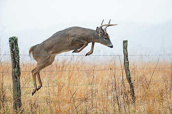 Deer Leaping Over Fence