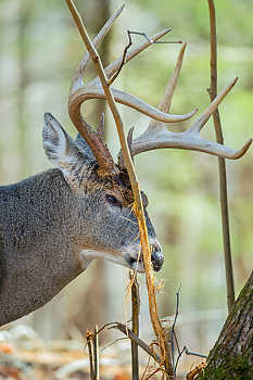 Deer Sniffing Rubbing Tree