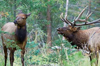 Elk Behavior