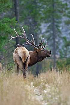 Rutting Bull Elk