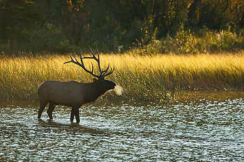 Elk Bugling in Lake