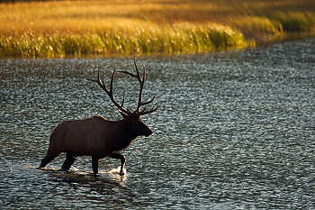 Elk Crossing a Lake