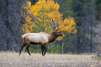 Elk & Fall Colors