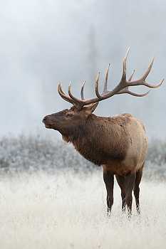 Elk in Frost
