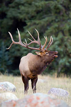 Bull Elk Lip Curling
