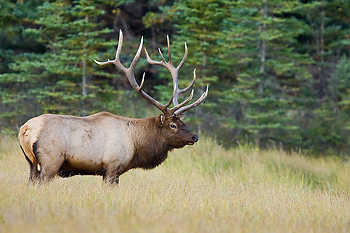 Elk in Meadow