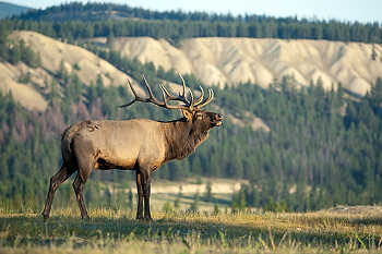 Elk on Ridge