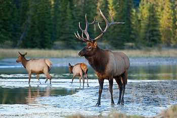 Elk at River