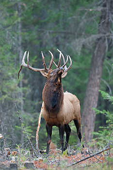 Elk at Rubbing Tree