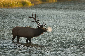Elk Standing in Lake