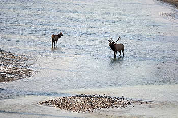 Elk Standing in River