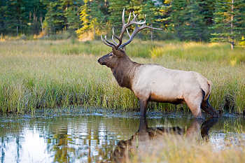 Elk Standing in Water