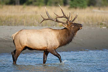 Bull Elk in River