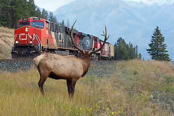 Elk Watching a Freight Train