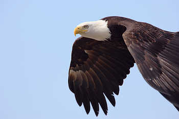 Flying Eagle