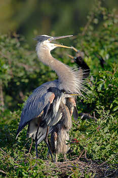 Heron with Chick