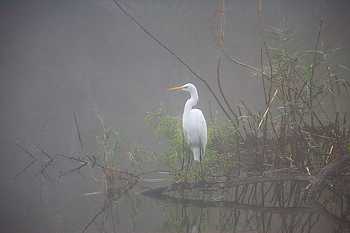 Great Egret in Fog