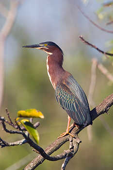 Green Heron Perched
