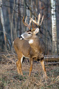 Heavy Buck Whitetail Deer
