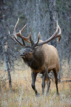 Intimidating Bull Elk