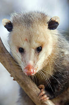 Opossum Close-Up