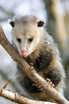Opossum in a Tree