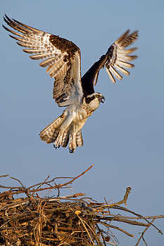 Osprey at Nest