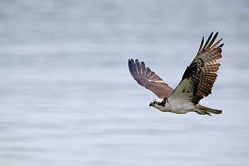 Osprey Flying