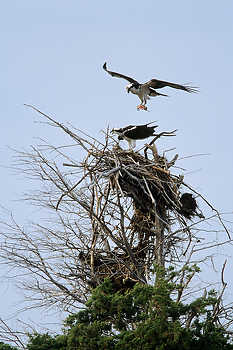 Ospreys at Nest