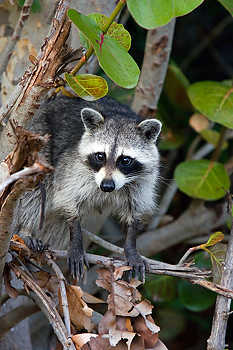 Raccoon in a Mangrove