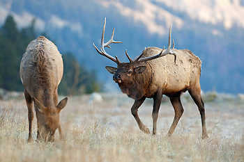 Rutting Elk