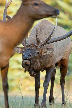 Rutting Bull Elk