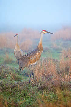 Sandhill Cranes in Fog