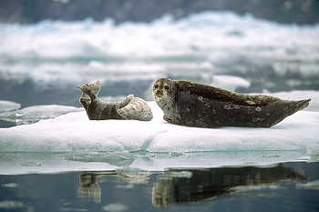 Seal Pup & Mother