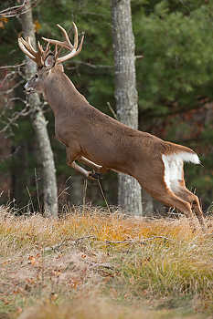 Startled Whitetail Deer