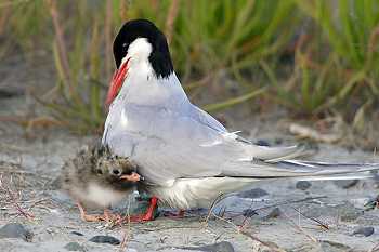 Tern with Chick