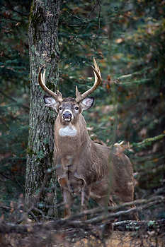 Thick-Necked Buck