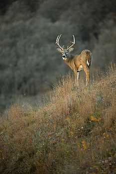 Whitetail Buck on Hillside