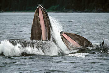 Whales Lunge Feeding