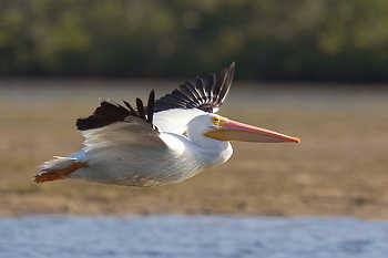 White Pelican Flying