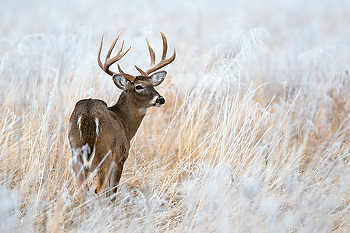 Whitetail Buck in Frosty Grass