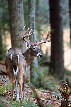 Whitetail Deer in Forest