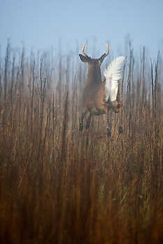 Whitetail Deer Bounding