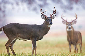 Whitetail Deer Bucks