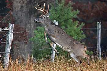 Whitetail Deer Leaping