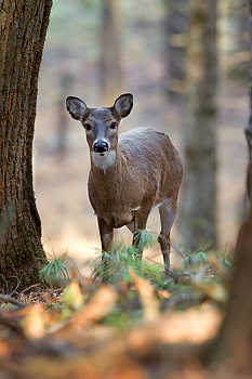 Whitetail Doe in Woods