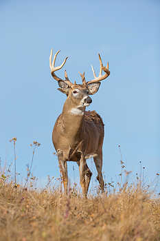 Whitetail Buck on Hilltop