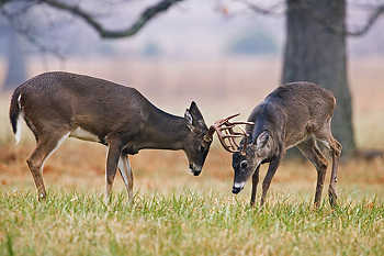 White-Tailed Deer Sparring