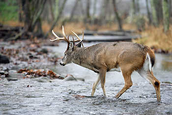 Deer Crossing a Stream